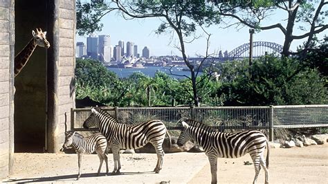 sydney zoo australia